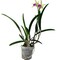 Surprise Brassavola Orchid - Brassavola Nodosa - Very Fragrant! 4" Pot